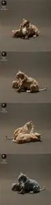 Lion Cubs Playing