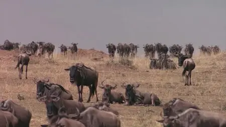 Discovery Channel HD - Africas Lions And Wildebeests