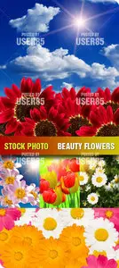 Stock Photo - Beauty Flowers
