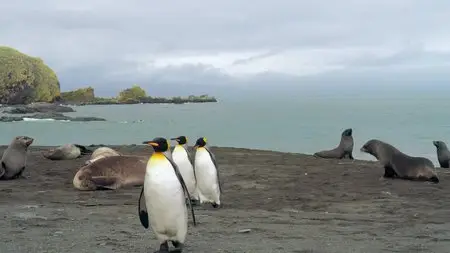 The Penguin King (2012)