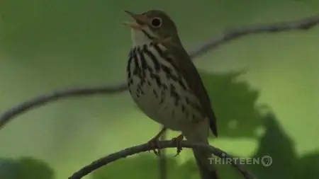 PBS American Masters - John James Audubon: Drawn From Nature (2006)