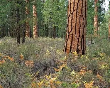 Wallpapers - Forest - Set II