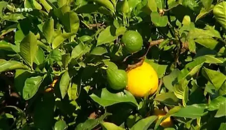 (Arte) La bergamote, l'or vert de la Calabre (2011)
