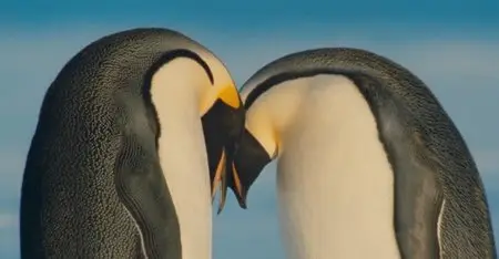 March of the Penguins (2005)