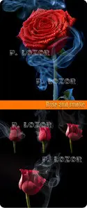 Rose and smoke