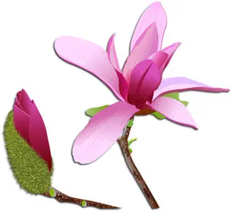 Pink Magnolia Vector