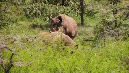 Animals. S01E09