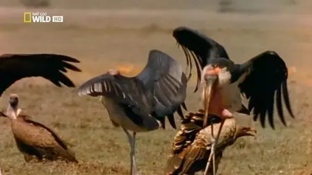 National Geographic - Ultimate Predator (2014)