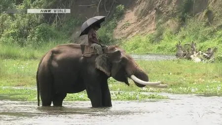 NHK Wildlife - Return of the Giants: The Indian Rhinoceros (2012)