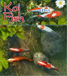 Koi Fish 3D Screensaver 1.0 Build 4