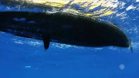 CBC - The Nature of Things: Ocean Magic at Night (2016)