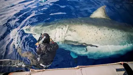 NG. - World's Biggest Great White? Expedition Hawaii (2020)