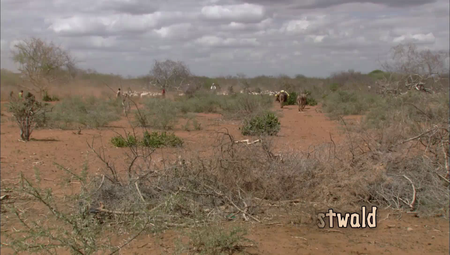 Albatross - Caravan of the Books: Kenya's Mobile Camel Library (2010)