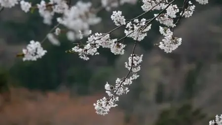 No Man's Zone: Fukushima - The Day After (2012)