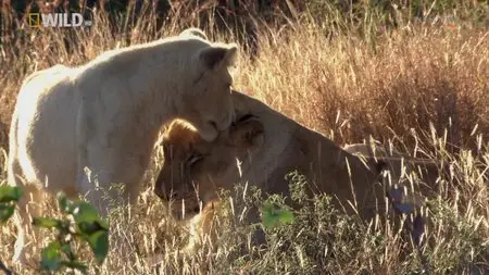 My Lion Family: S01E01 - Trouble in the Pride (2010)