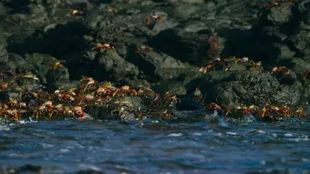 Blue Planet II S01E06