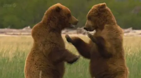 BBC Natural World - Grizzlies of Alaska (2012)
