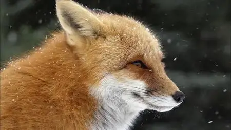 PBS Nature - Fox Tales (2017)