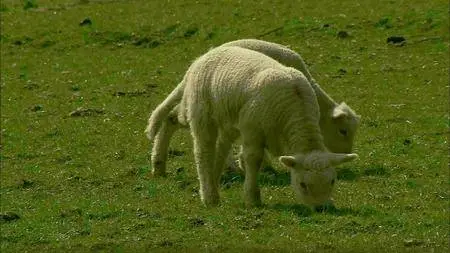 BBC - A History of Scotland (2008)