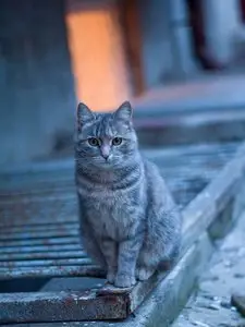 Photos of animals #4 - Cats