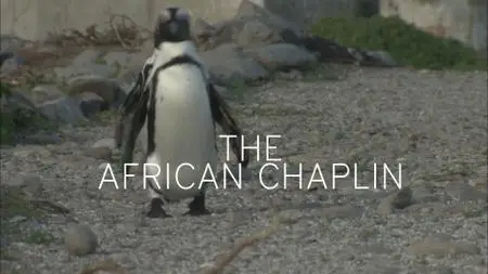 Penguins: The African Chaplin (2014)