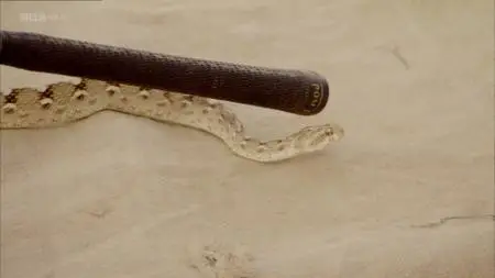 BBC - Natural World: One Million Snake Bites (2011)