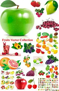 Fruits vector big collection