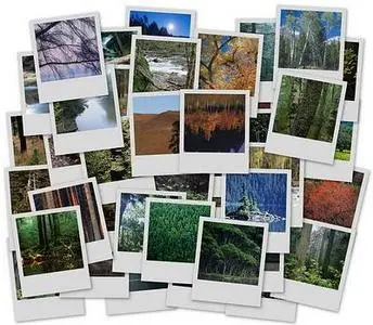 Wallpapers - Forest - Set II