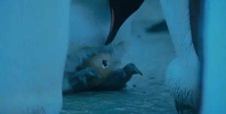 March of the Penguins (2005)