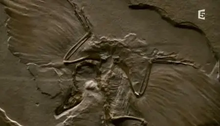 (Fr5) Les dinosaures avaient des plumes (2011)