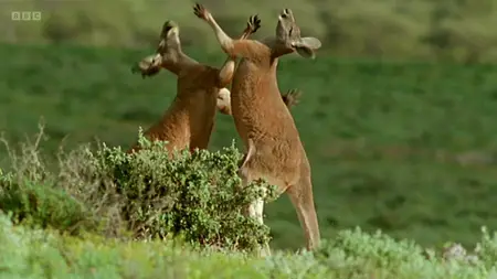 Attenborough's Ark (2012)