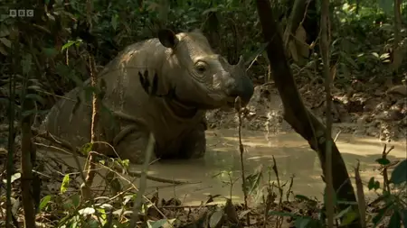 Attenborough's Ark (2012)