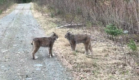 LLC - Natures Strangest Mysteries Solved Series 1 Part 11: Big Cat Screaming Match (2019)