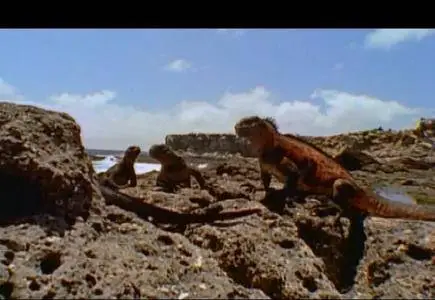 Animal Planet - Kung Fu: The Animal Within (2001)