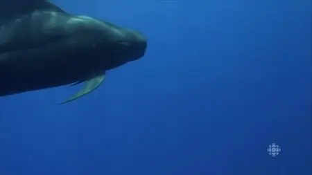 CBC - The Nature of Things: Ocean Magic at Night (2016)