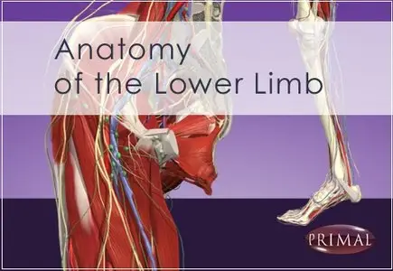 Primal Pictures: Anatomy of the Lower Limb DVD 1.0