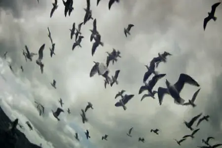 Leviathan - by Lucien Castaing-Taylor & Verena Paravel (2012)