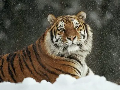 Wallpapers - Animal Planet