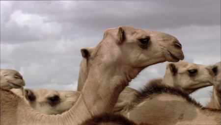 Albatross - Caravan of the Books: Kenya's Mobile Camel Library (2010)