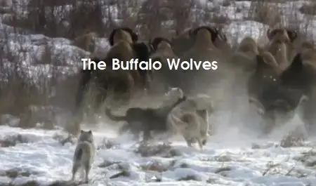 CBC - The Nature of Things: The Buffalo Wolves (2015)