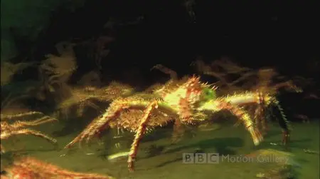 BBC Motion Gallery (2009) [BBC in HD]
