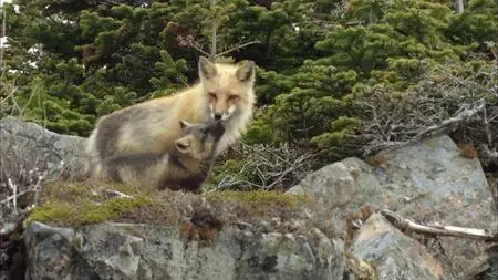 PBS Nature - Fox Tales (2017)