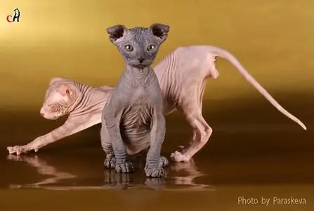 Photos of animals #4 - Cats