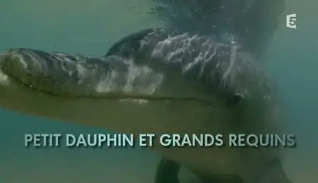 (Fr5) Petit dauphin et grands requins (2011)
