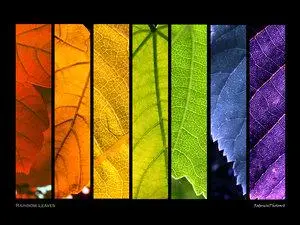Rainbow Leaves