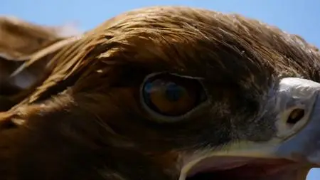 BBC Natural World - Super Powered Eagles (2020)