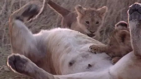 Discovery Channel HD - Africa's Lions And Wildebeests (Repost)
