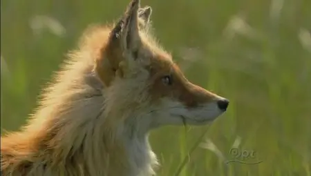 PBS Nature - Bears of the Last Frontier (2011)
