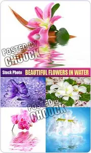 Beautiful flowers in water - Stock Photo