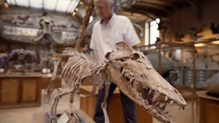Smithsonian Ch. - When Whales Walked: Journeys in Deep Time (2019)